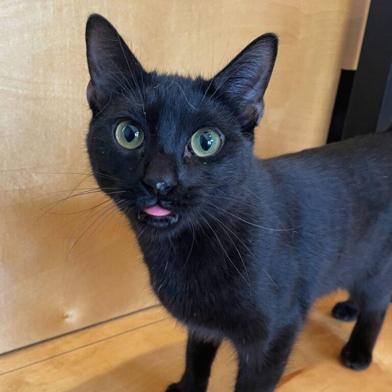 Enlarge Vikki (Bonded with Mindy), a Adoptable mixed breed in St. Louis, MO image 5/6