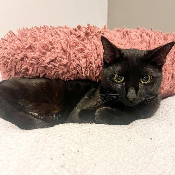 Vikki (Bonded with Mindy) — thumbnail 6