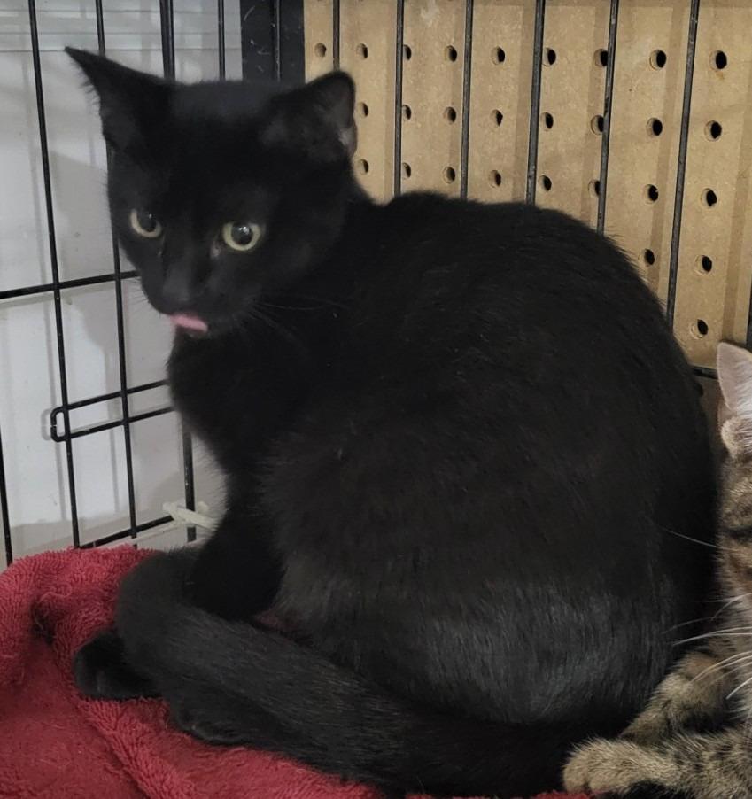 Enlarge Vikki (Bonded with Mindy), a Adoptable mixed breed in St. Louis, MO image 3/3