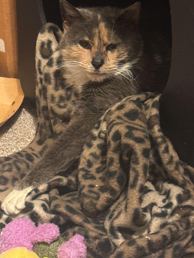 Enlarge Mabel, a Adoptable mixed breed in Milltown, NJ image 1/6