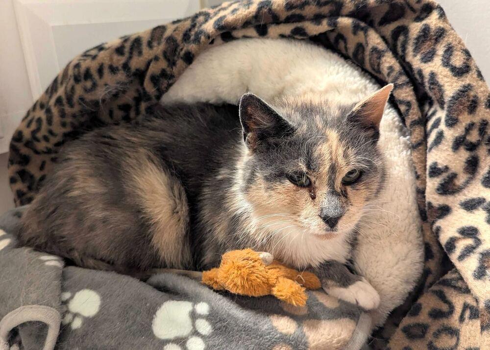 Enlarge Mabel, a Adoptable mixed breed in Milltown, NJ image 2/6