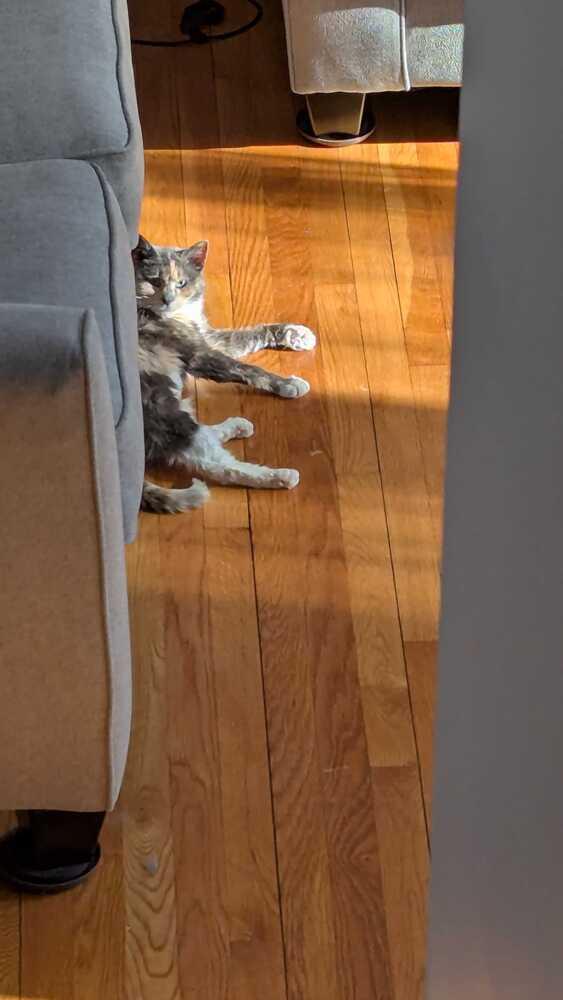 Enlarge Mabel, a Adoptable mixed breed in Milltown, NJ image 4/6