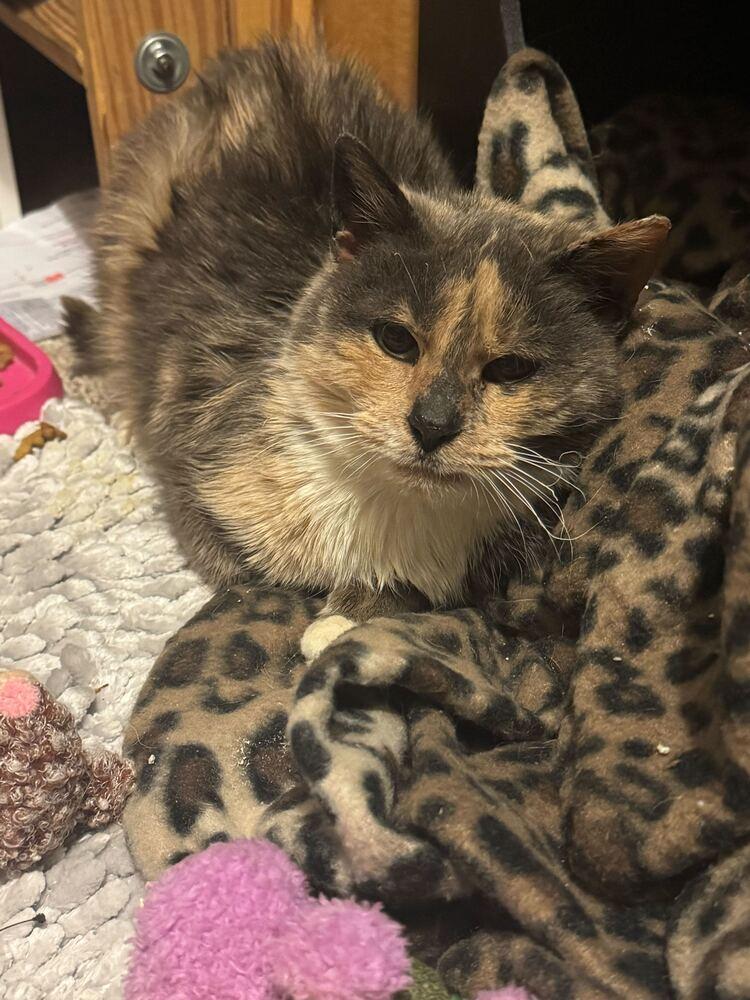 Enlarge Mabel, a Adoptable mixed breed in Milltown, NJ image 6/6