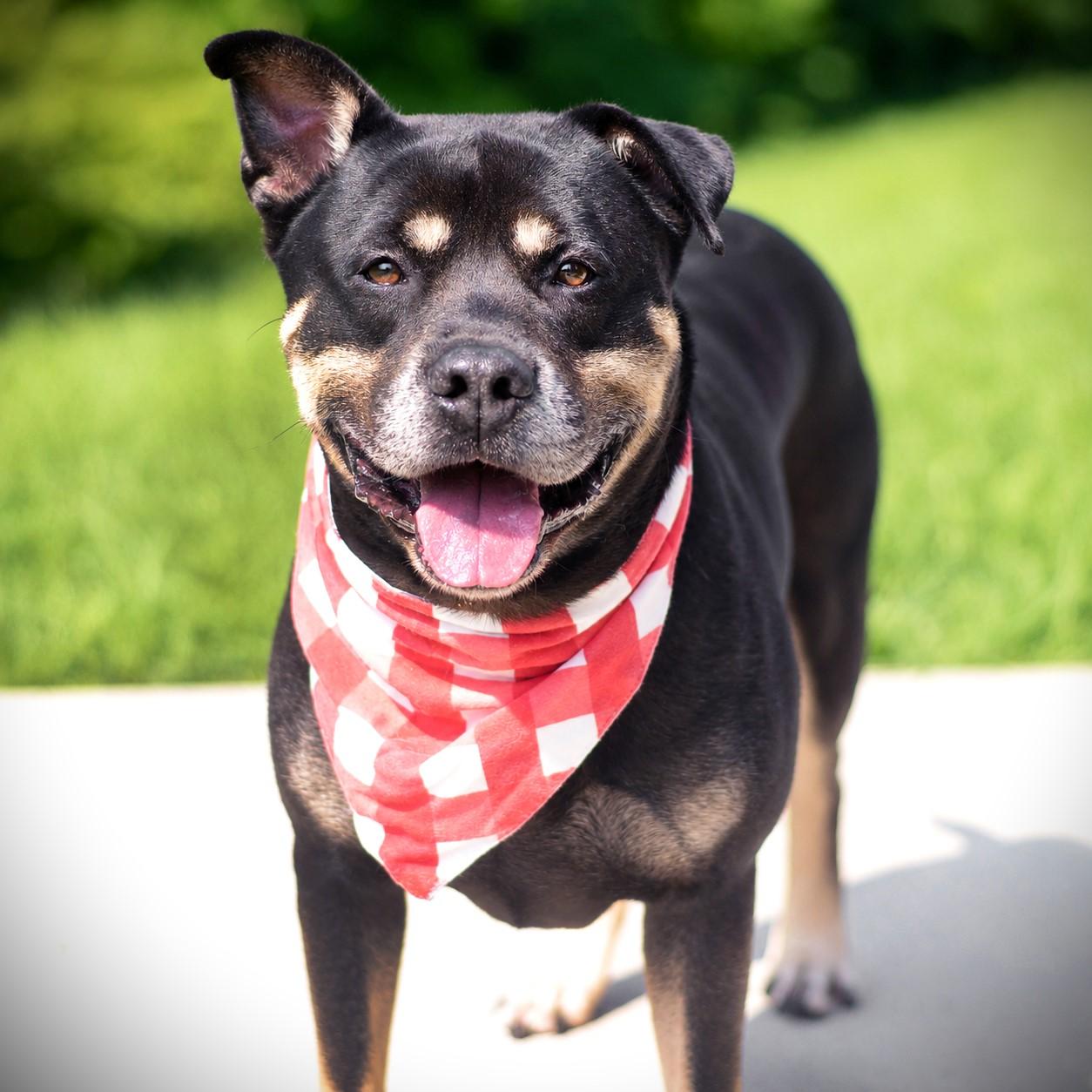 Enlarge Meatball, an adoptable mixed breed in Amsterdam, NY image 2/4