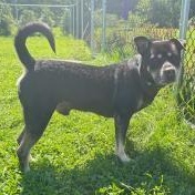 Enlarge Meatball, a Adoptable mixed breed in Amsterdam, NY image 5/5