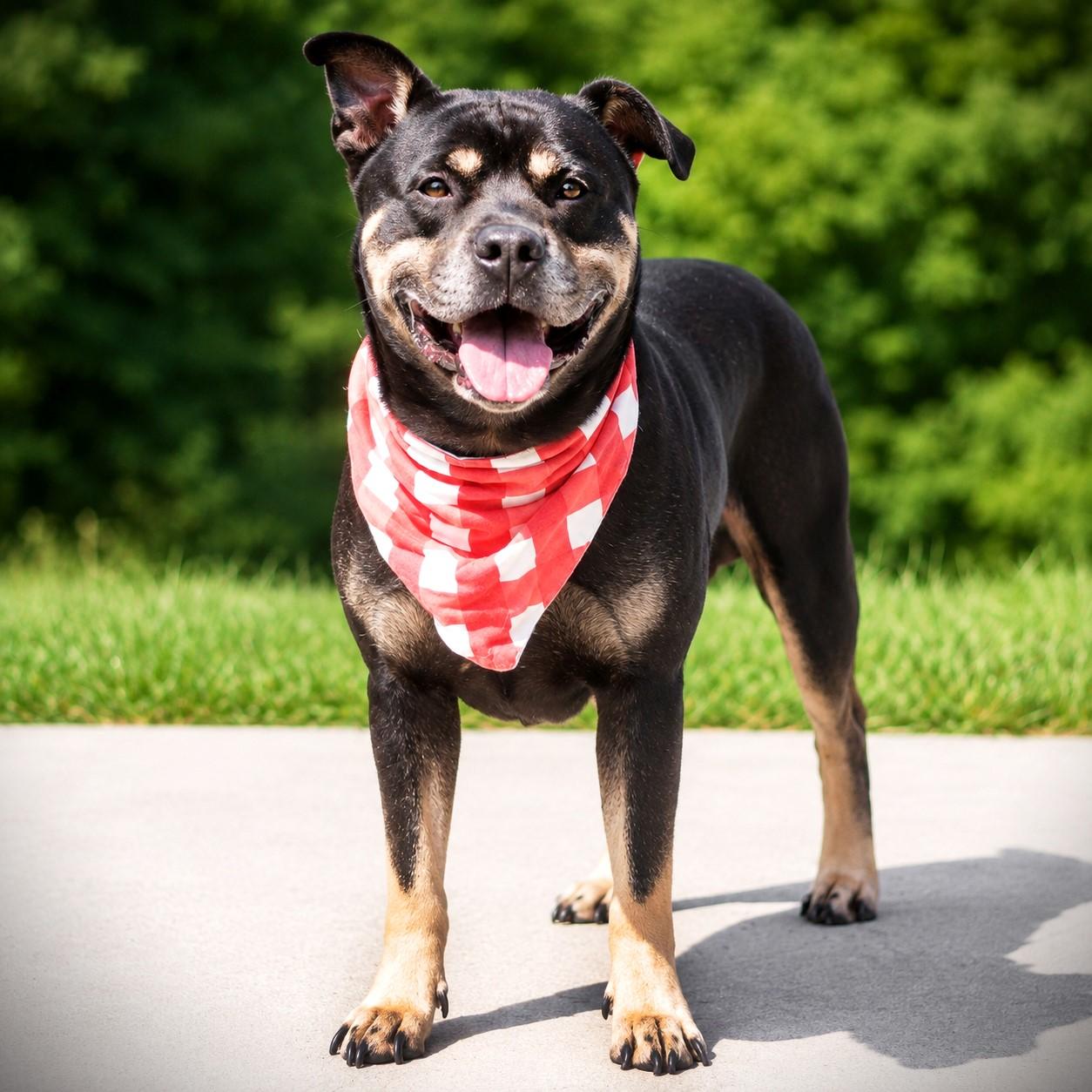 Enlarge Meatball, an adoptable mixed breed in Amsterdam, NY image 3/4