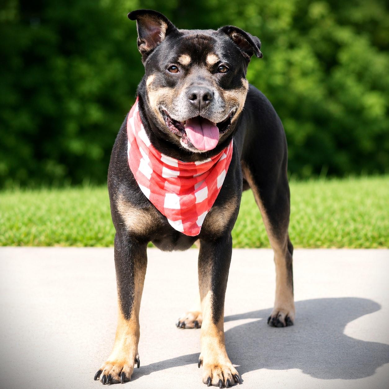 Enlarge Meatball, an adoptable mixed breed in Amsterdam, NY image 4/4