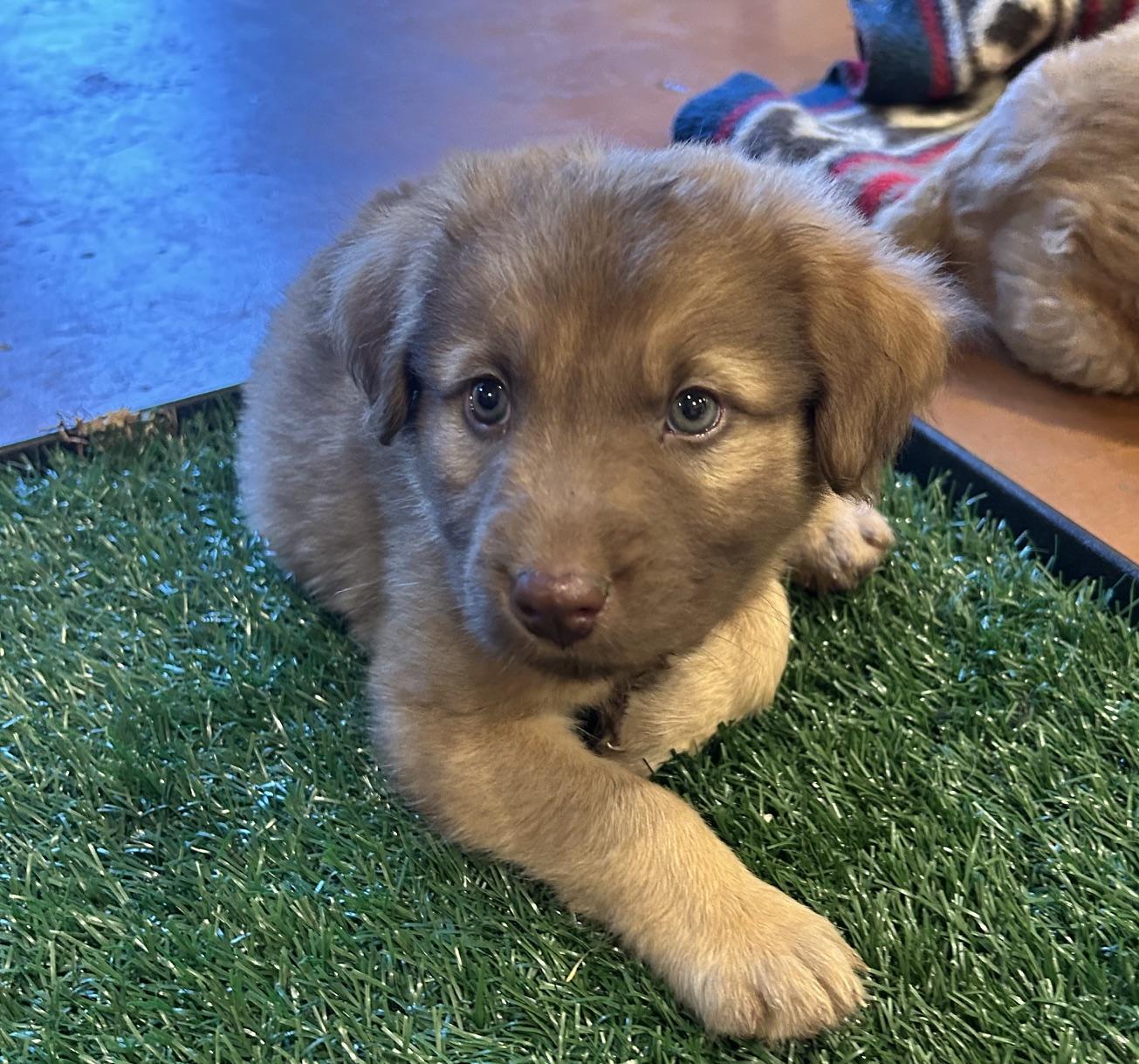 Bonnie (Toy Story 5), a Adoptable mixed breed in Redwood City, CA image 5/5
