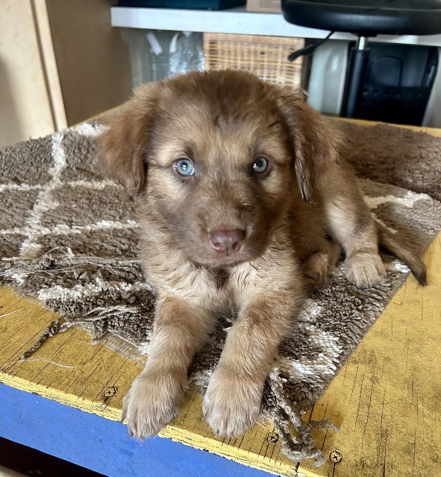Bonnie (Toy Story 5), Adoptable, Puppy Female Shepherd.