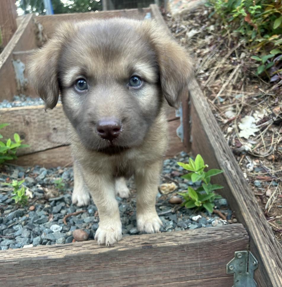 Bonnie (Toy Story 5), a Adoptable mixed breed in Redwood City, CA image 2/5