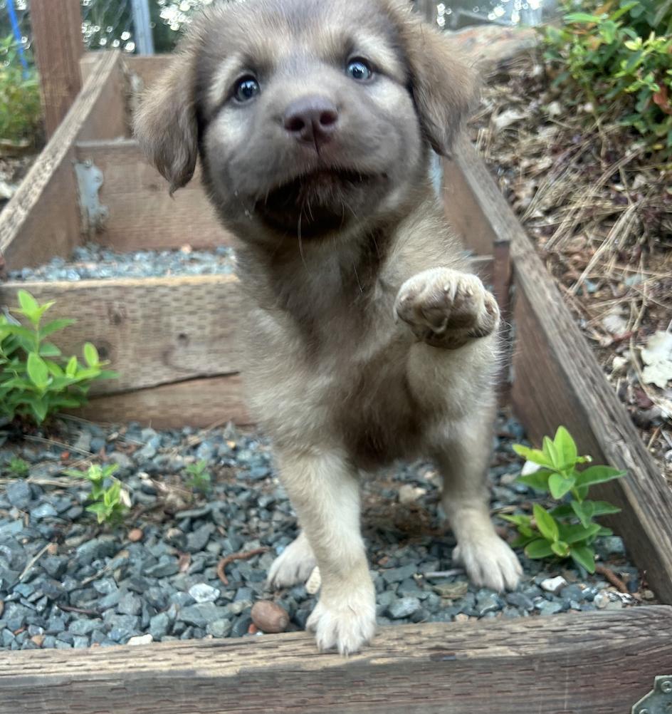 Bonnie (Toy Story 5), a Adoptable mixed breed in Redwood City, CA image 3/5