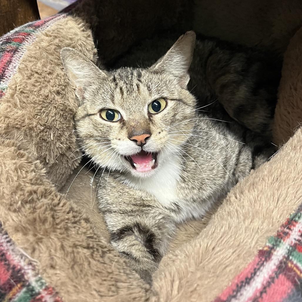 Einstein, Adoptable, Adult Male Domestic Short Hair.