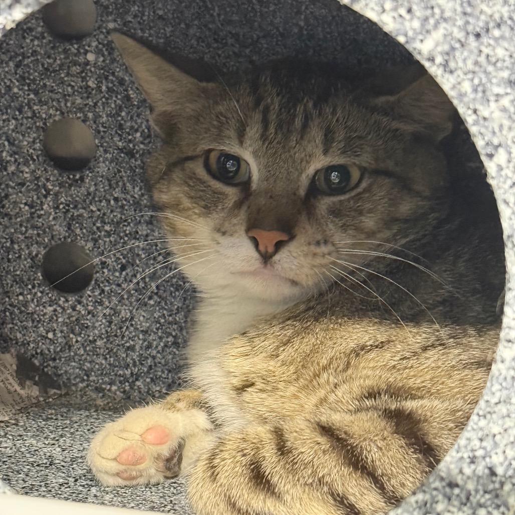 Einstein, a Adoptable Domestic Short Hair in Pauls Valley, OK image 2/3