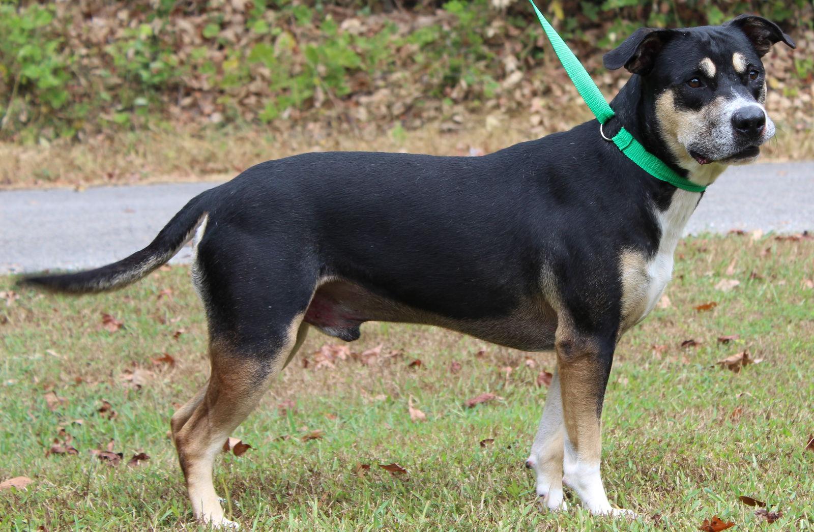 Archie 42477, Adoptable, Adult Male Labrador Retriever & Shepherd.