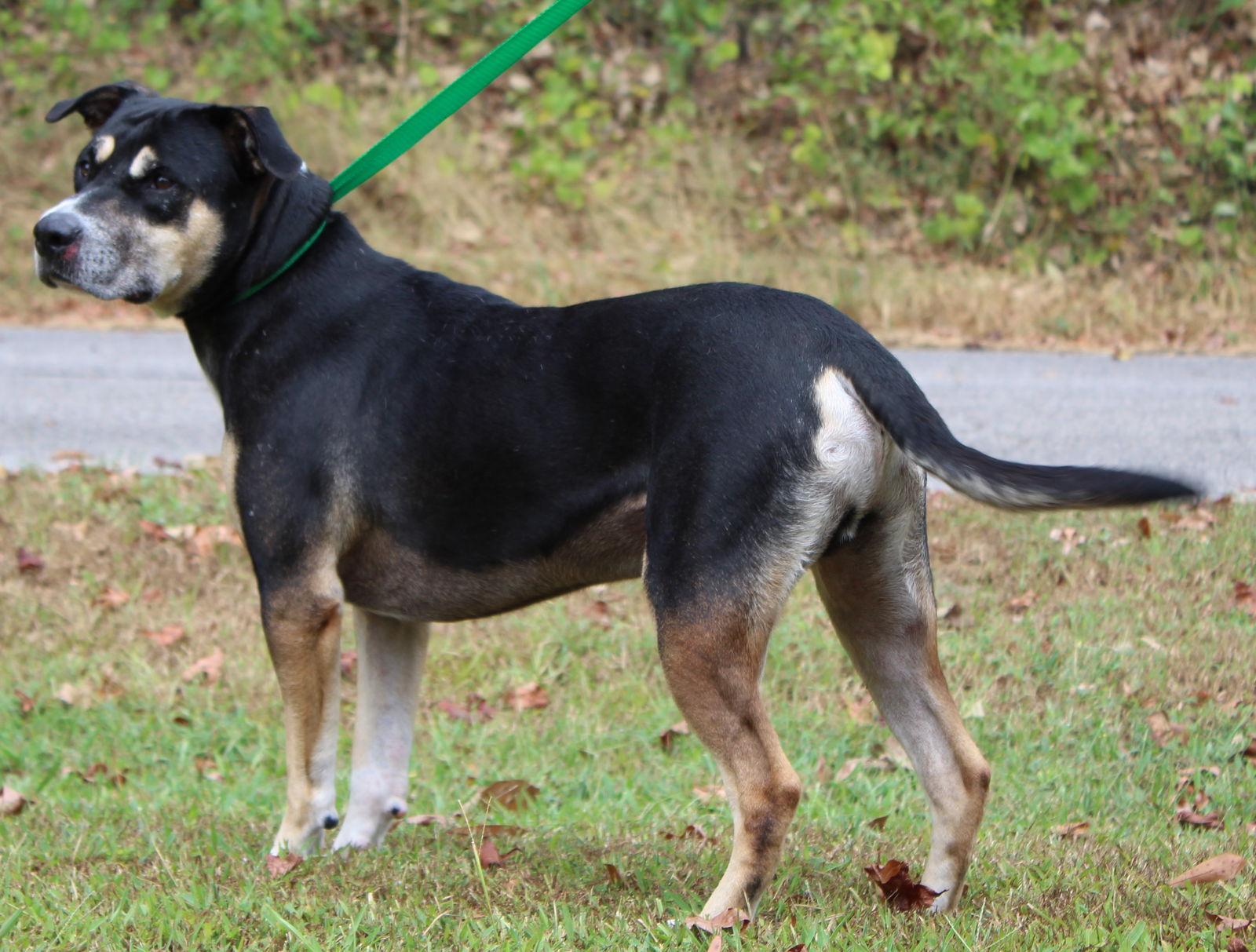 Enlarge Archie 42477, a Adoptable mixed breed in Prattville, AL image 2/3