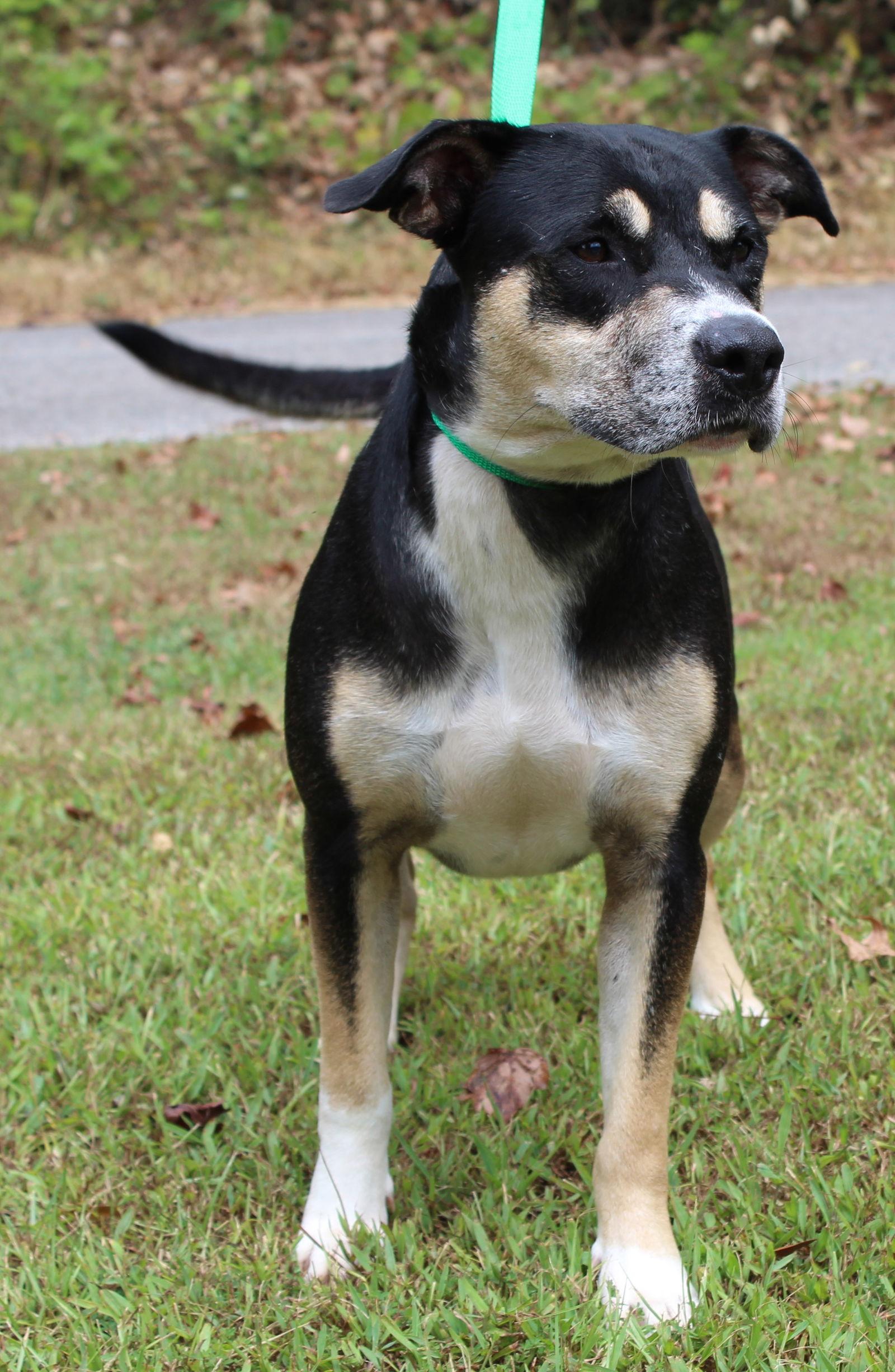 Enlarge Archie 42477, a Adoptable mixed breed in Prattville, AL image 3/3