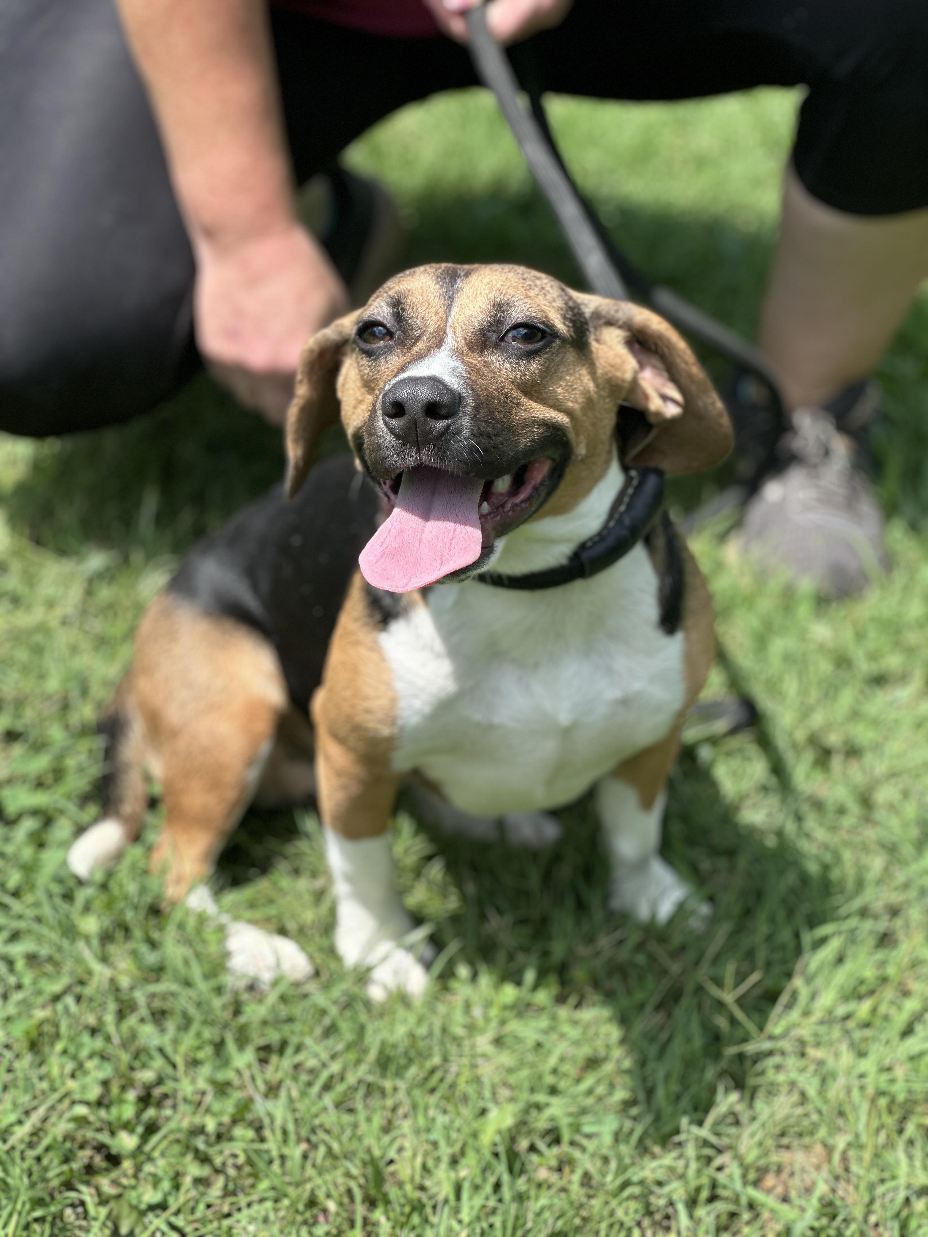 Sammie, a Adopted mixed breed in Richmond, VA image 2/3