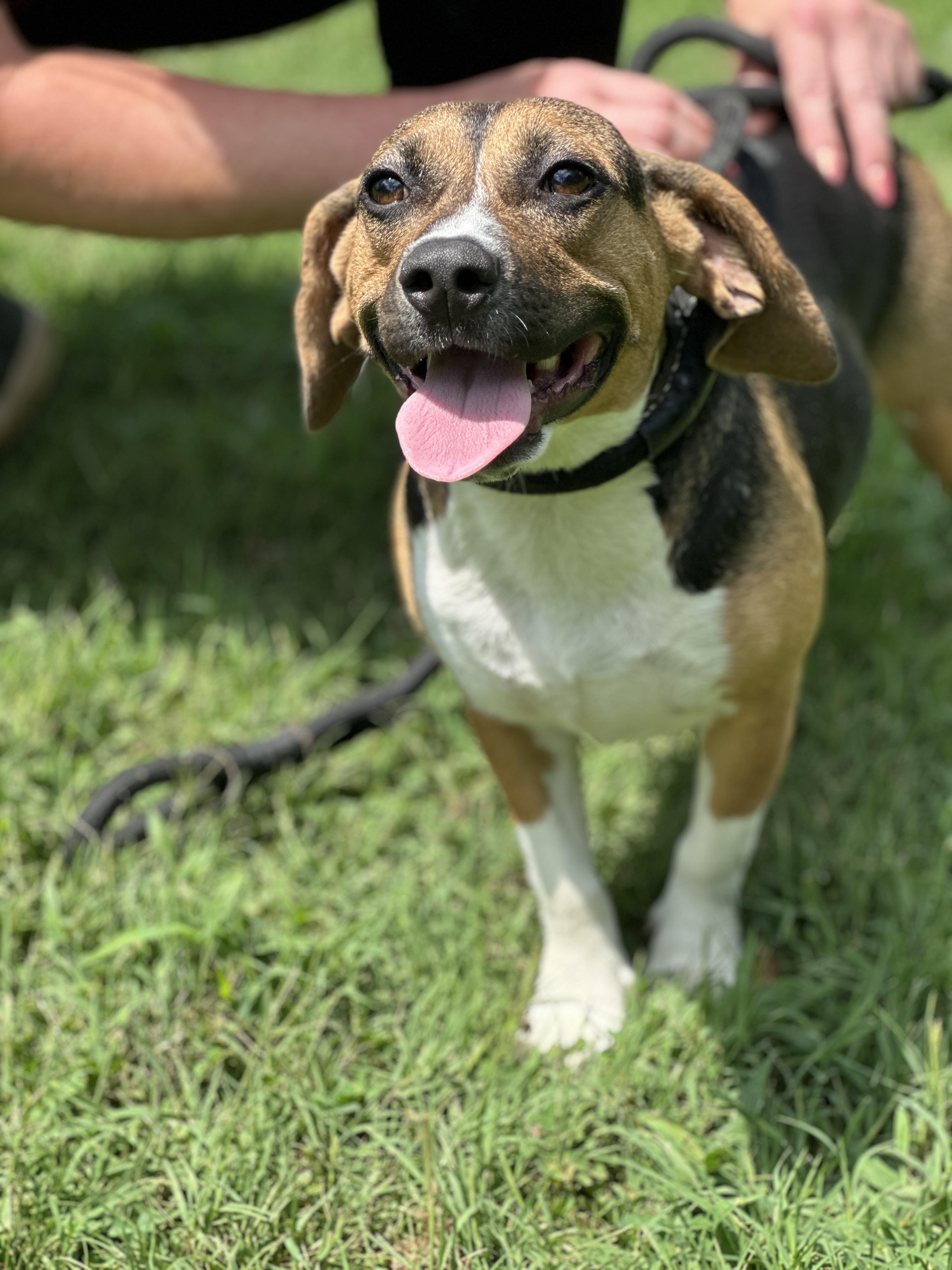 Sammie, a Adopted mixed breed in Richmond, VA image 1/3