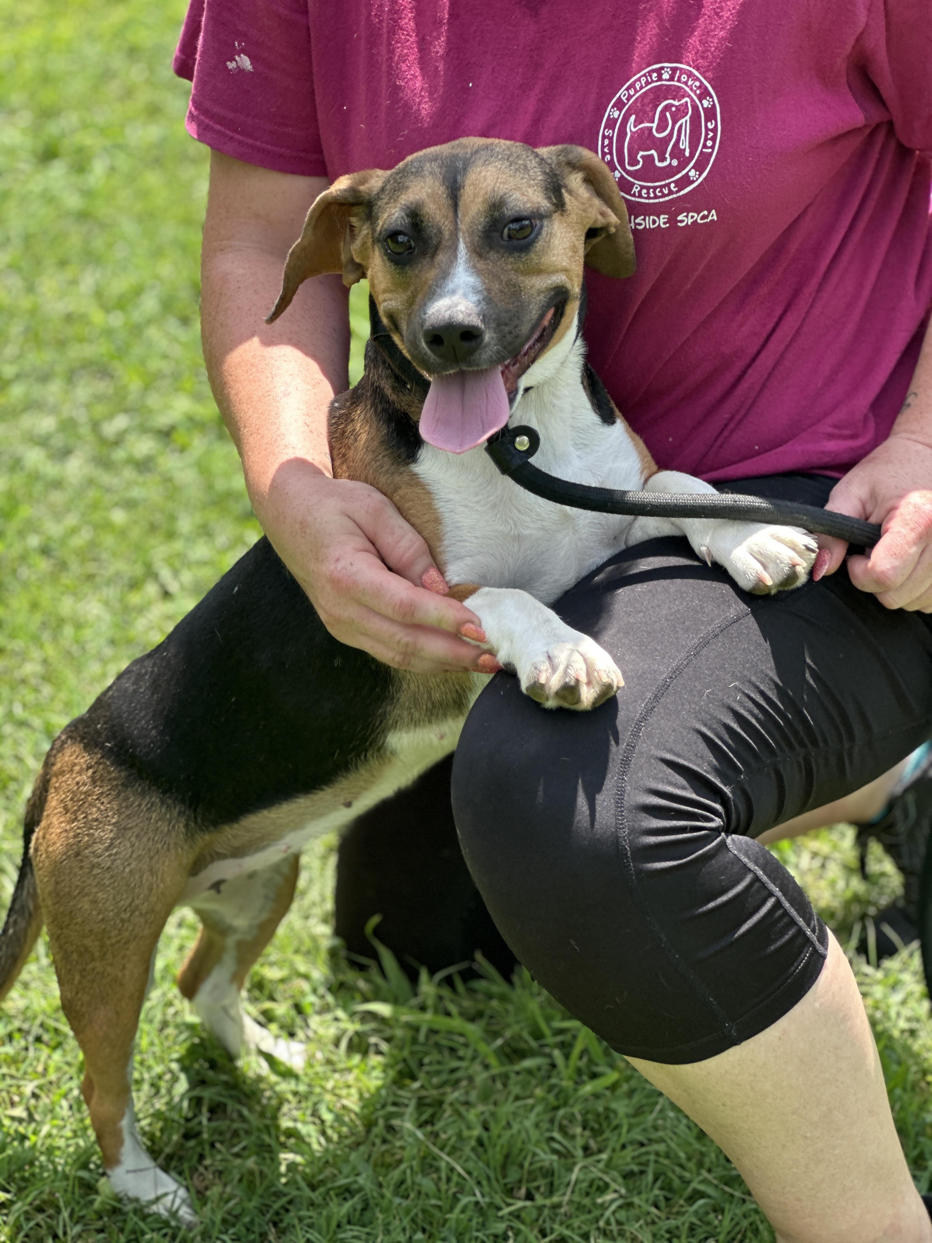 Sammie, a Adopted mixed breed in Richmond, VA image 3/3
