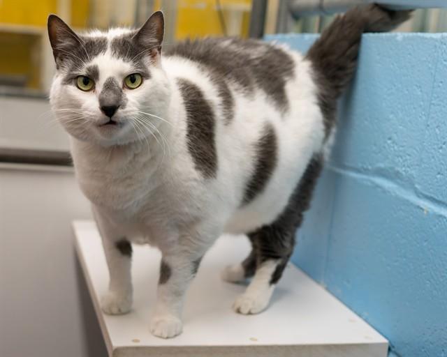 PERCY, Adoptable, Senior Male Domestic Short Hair.