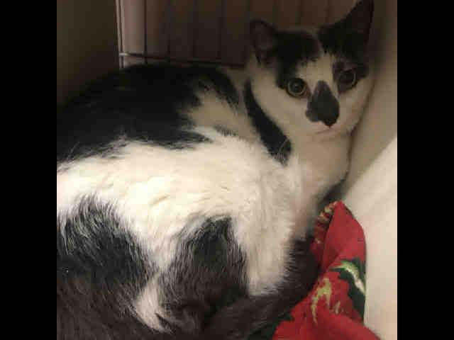 Enlarge PERCY, a Adoptable Domestic Short Hair in Easton, MD image 1/1