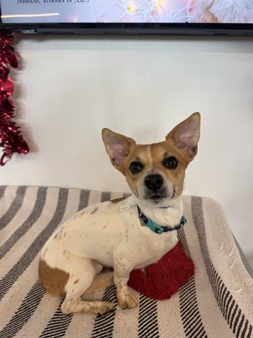 BUTTERS, Adoptable, Adult Male Chihuahua.