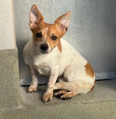 Enlarge BUTTERS, a Adoptable Chihuahua in San Martin, CA image 1/1