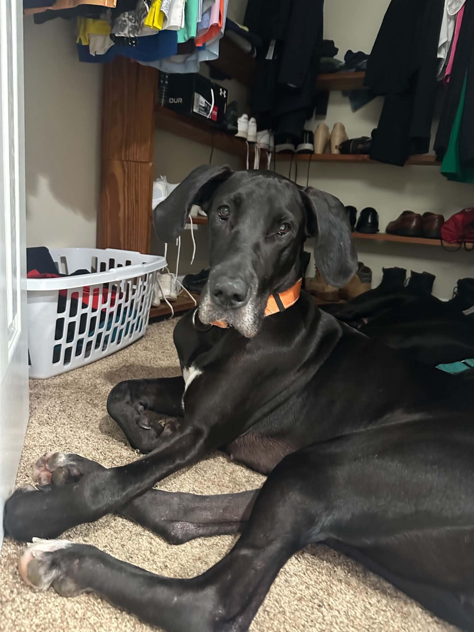 Khali, ADOPTABLE, Young Female Great Dane.