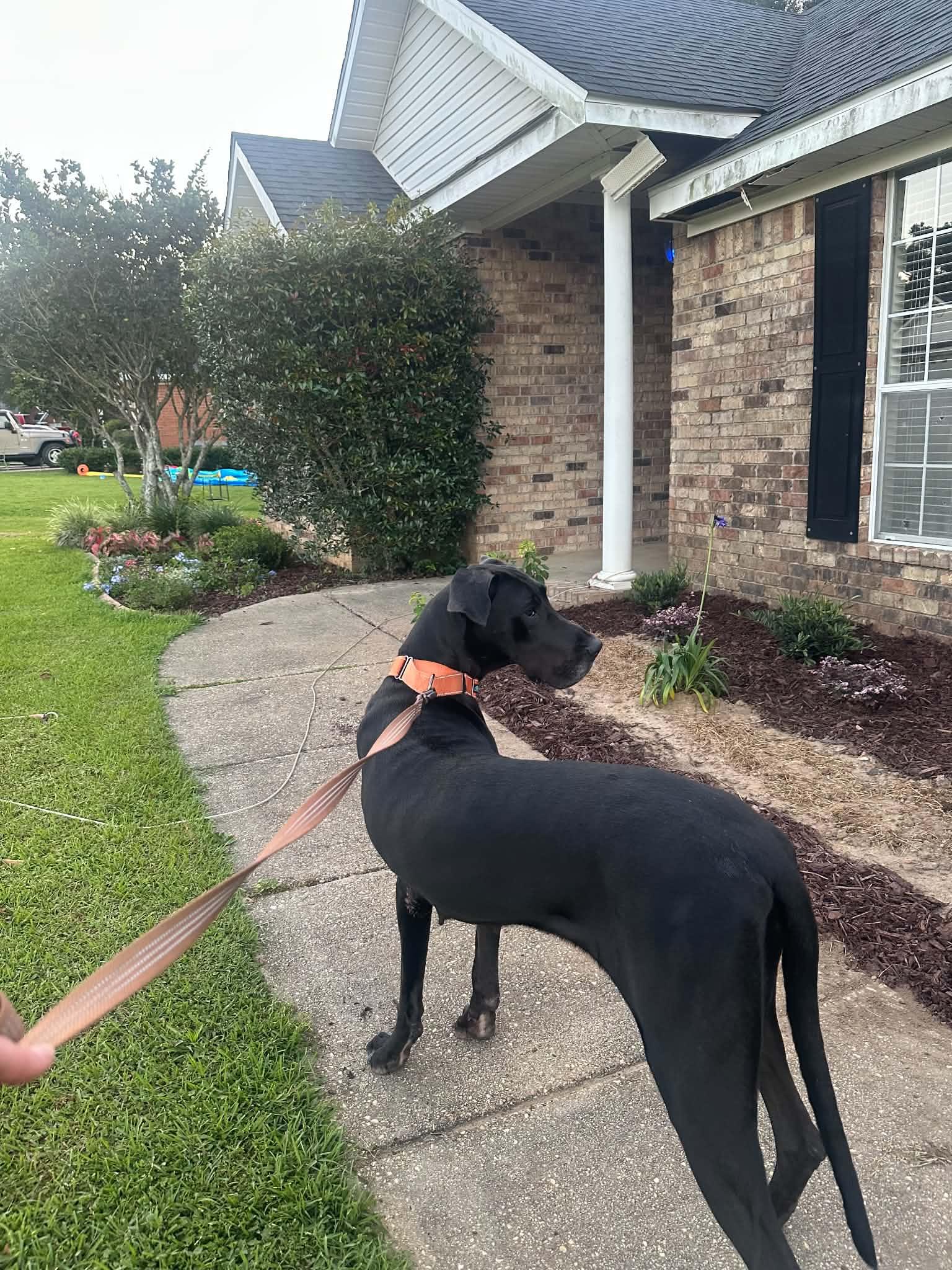 Khali, a ADOPTABLE Great Dane in Pensacola, FL image 5/6