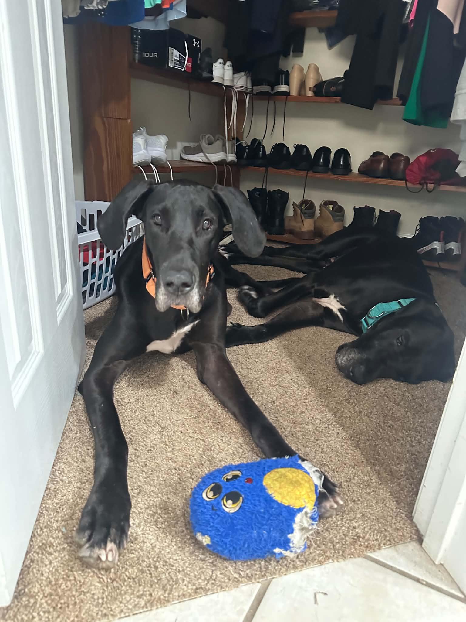 Khali, a ADOPTABLE Great Dane in Pensacola, FL image 4/6