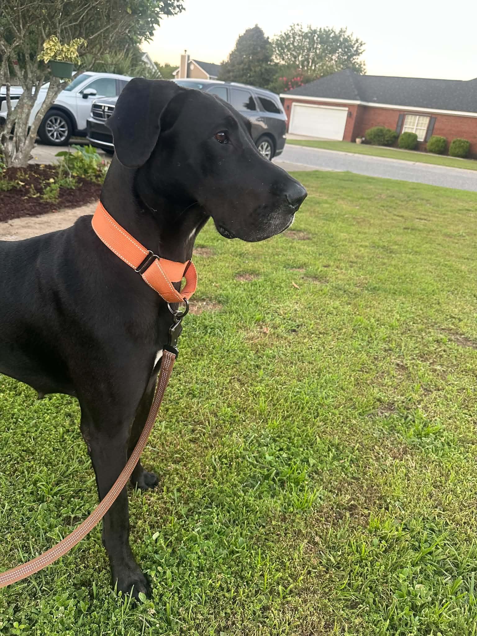 Khali, a ADOPTABLE Great Dane in Pensacola, FL image 2/6