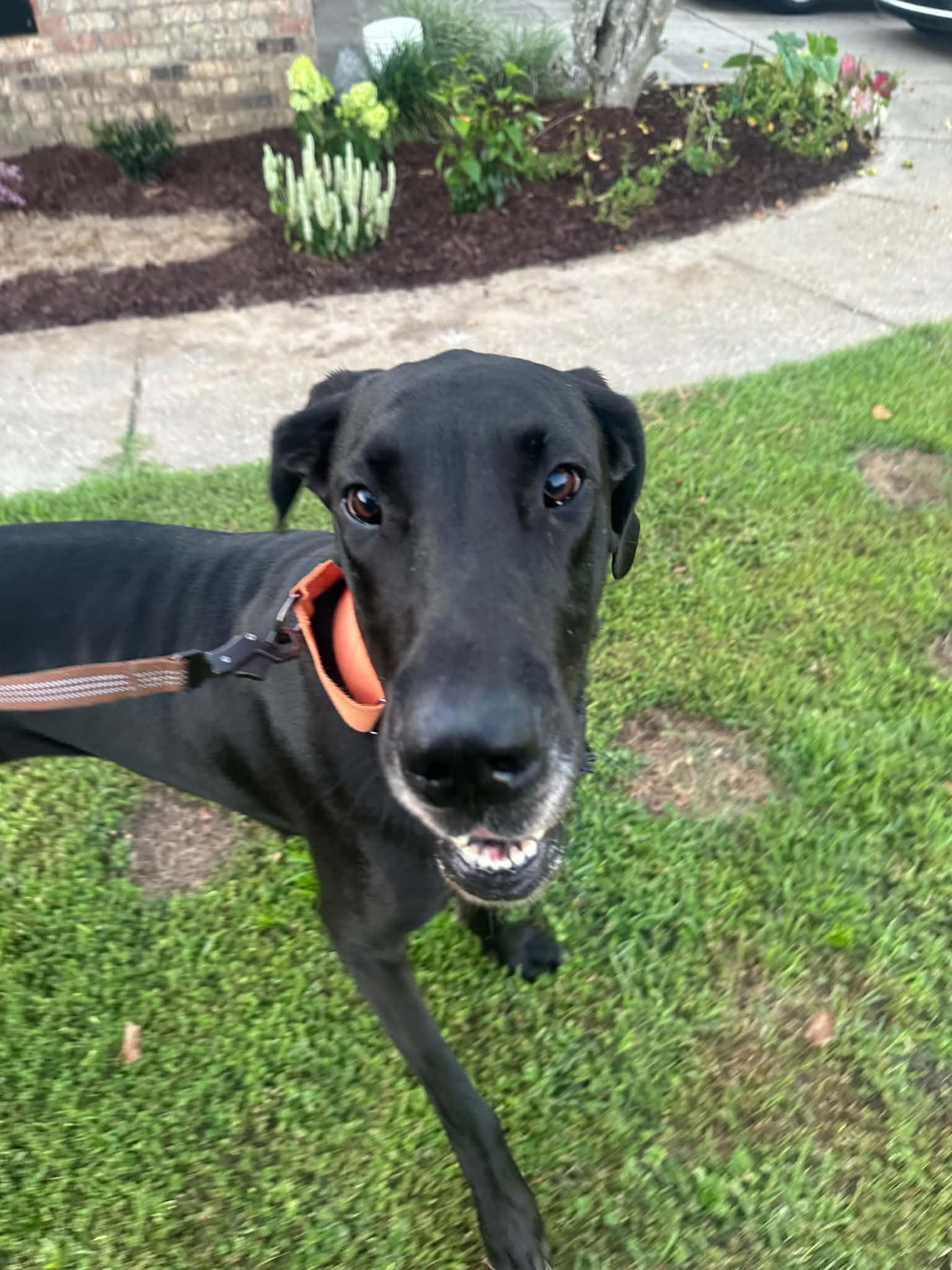 Khali, a ADOPTABLE Great Dane in Pensacola, FL image 3/6