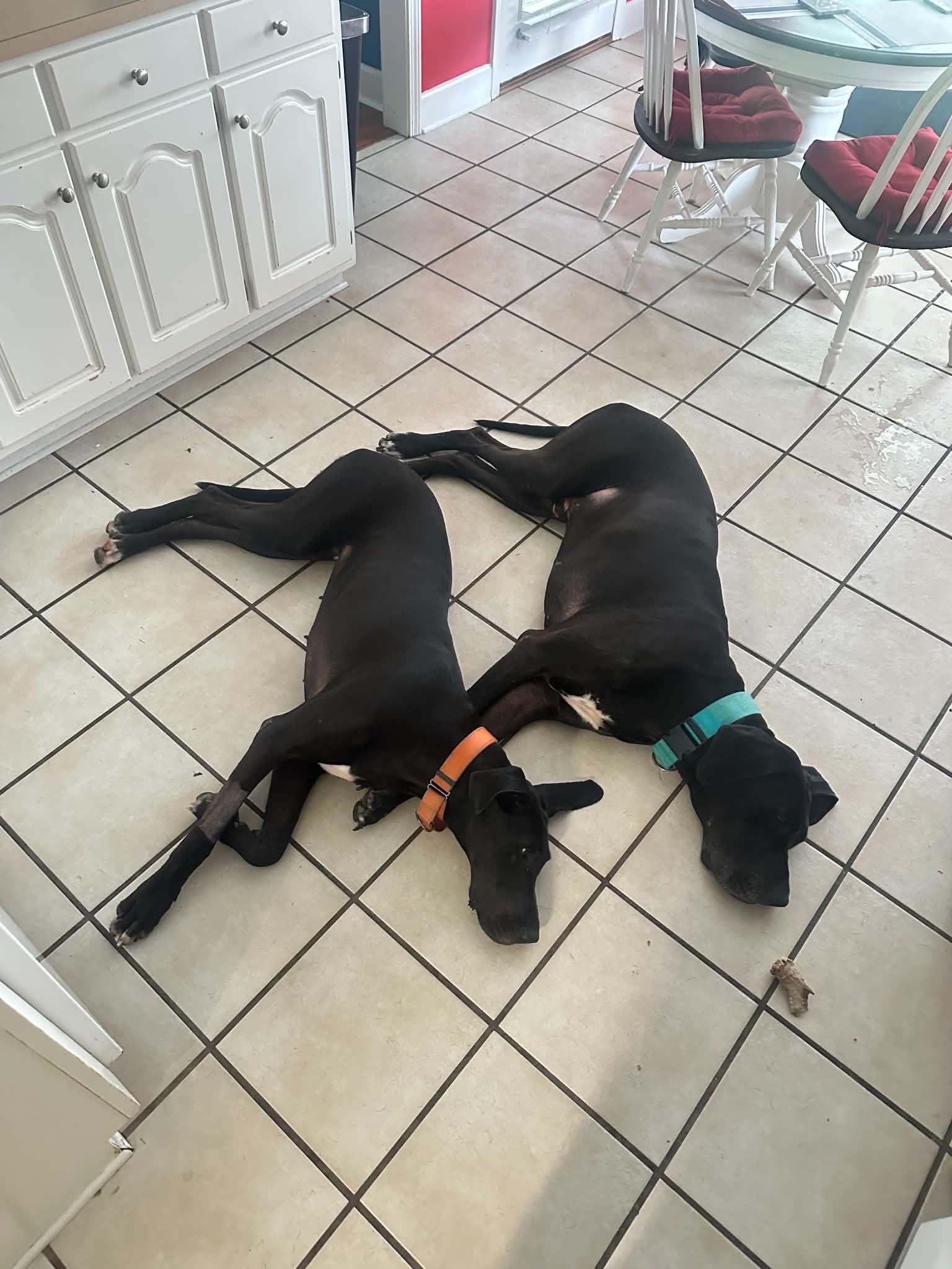 Khali, a ADOPTABLE Great Dane in Pensacola, FL image 6/6