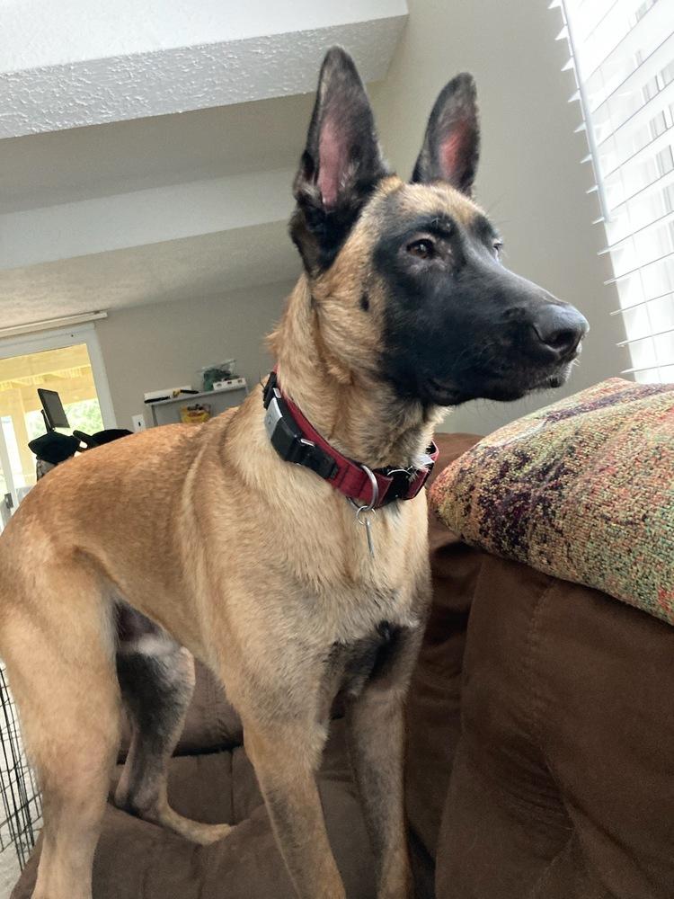 Enlarge Ryker - Located in CO, a Adoptable mixed breed in Denver, CO image 6/6