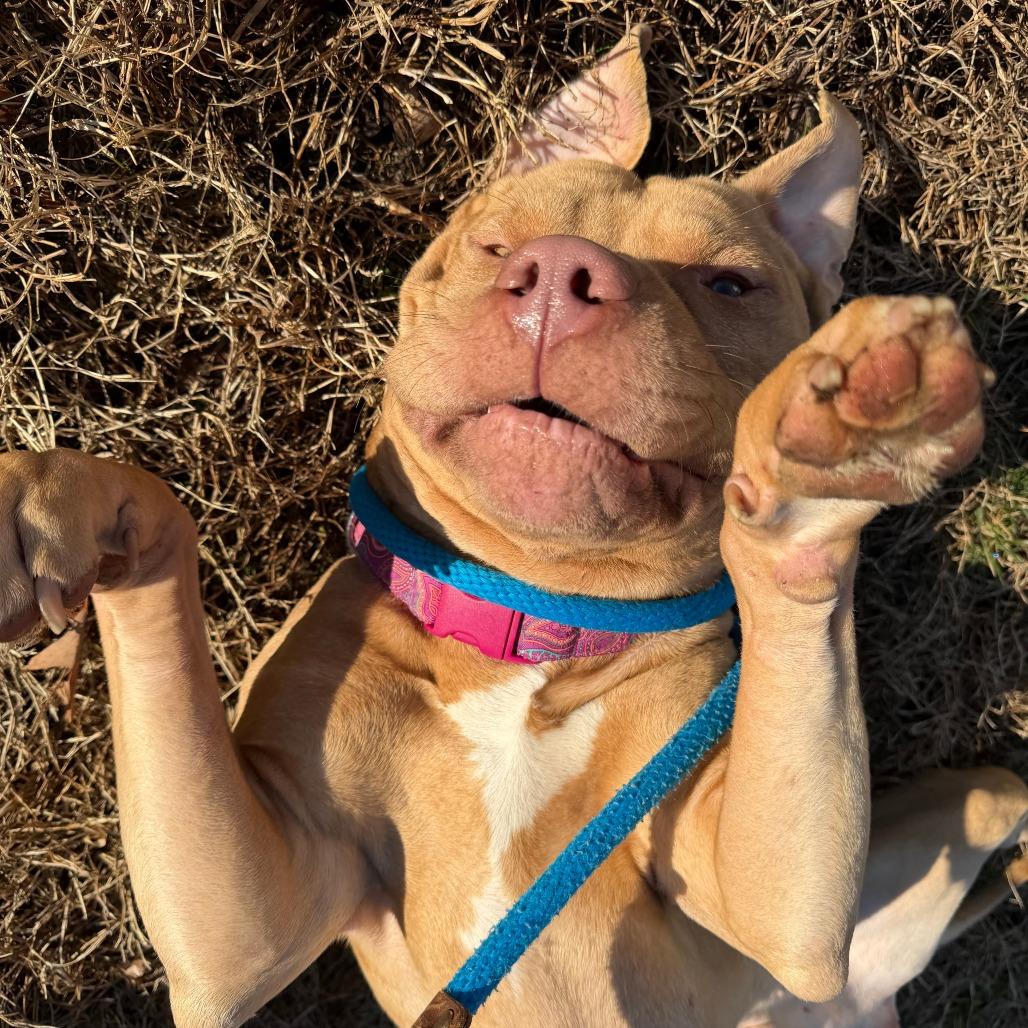 Hank the Tank, Adoptable, Adult Male Pit Bull Terrier.