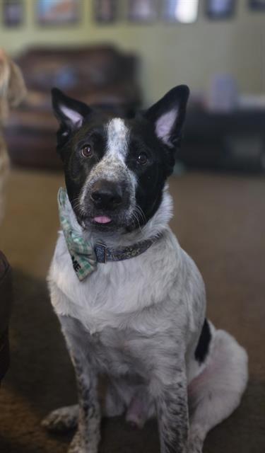 BOO DAWG, Adoptable, Young Male Australian Cattle Dog / Blue Heeler & Mixed Breed.