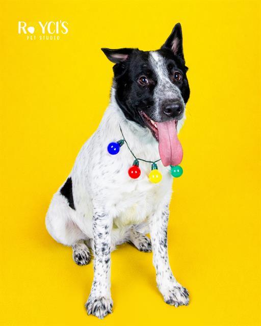 BOO DAWG, Adoptable, Young Male Australian Cattle Dog / Blue Heeler & Mixed Breed.