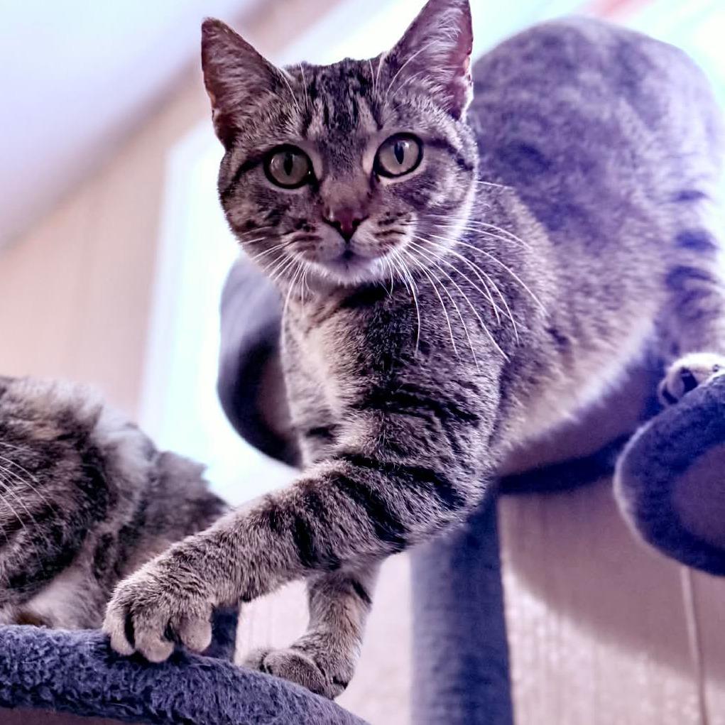 Evelyn, Adoptable, Adult Female Domestic Short Hair.