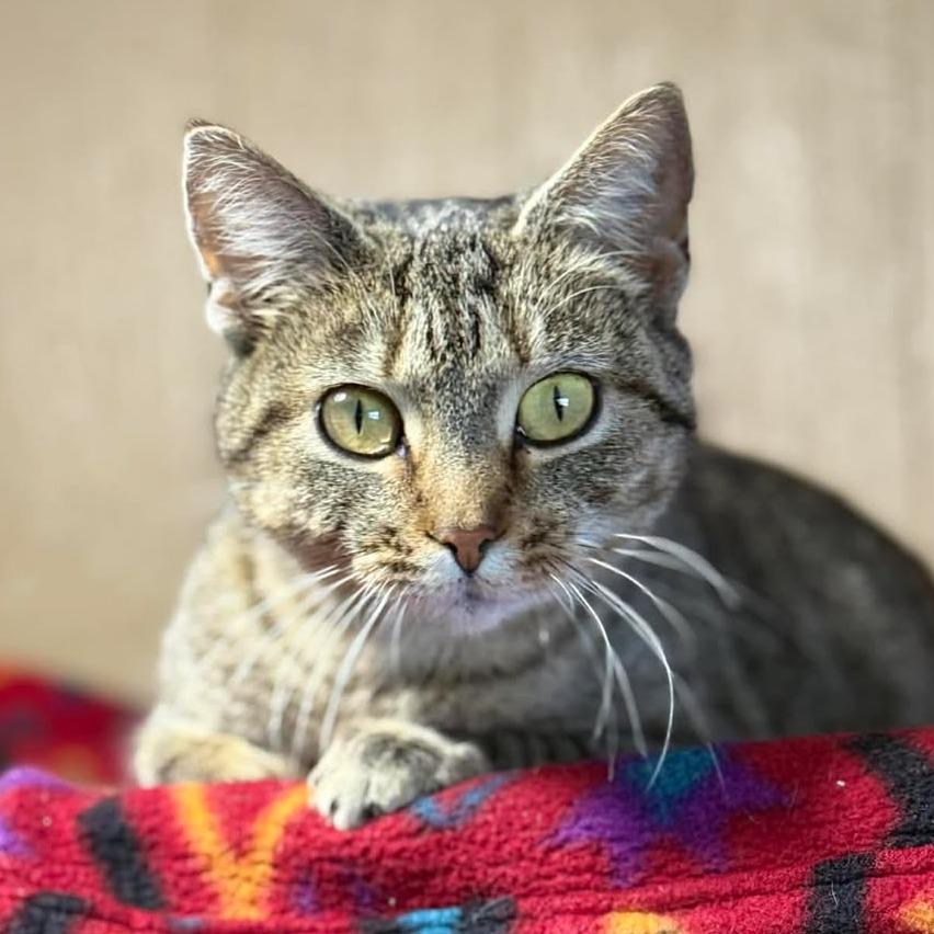 Evelyn, Adoptable, Adult Female Domestic Short Hair.
