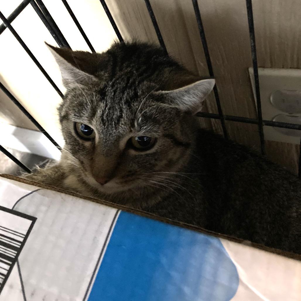 Enlarge Evelyn, a Adoptable Domestic Short Hair in Marion, IL image 2/2