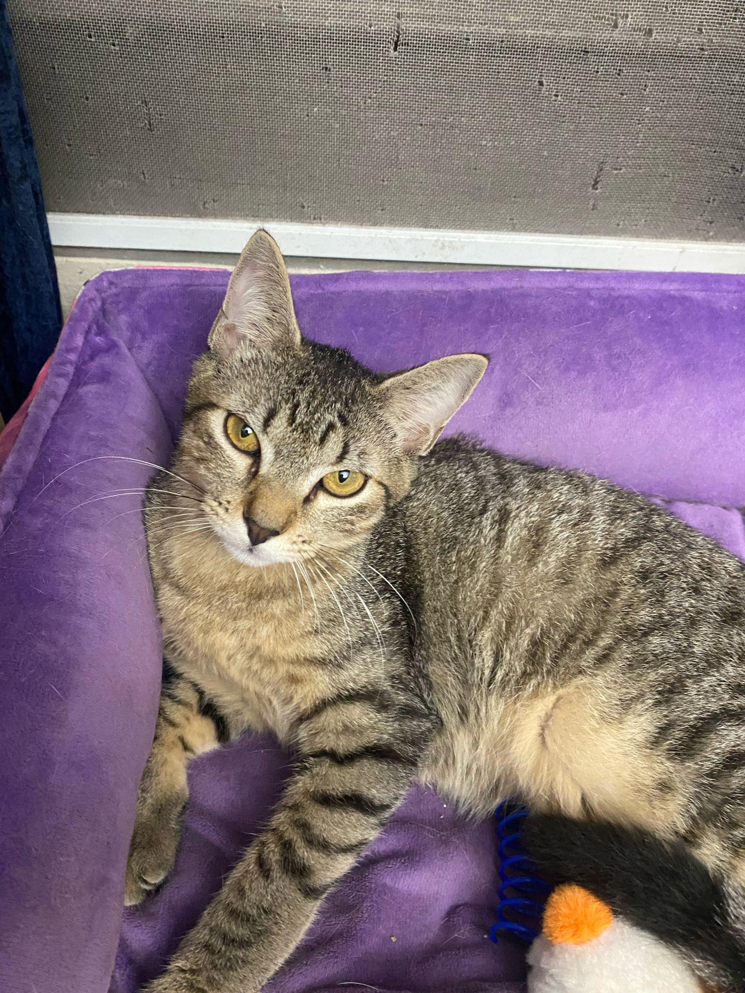 Teddy and Luka, a ADOPTABLE Domestic Short Hair in Franklin, MA image 5/6