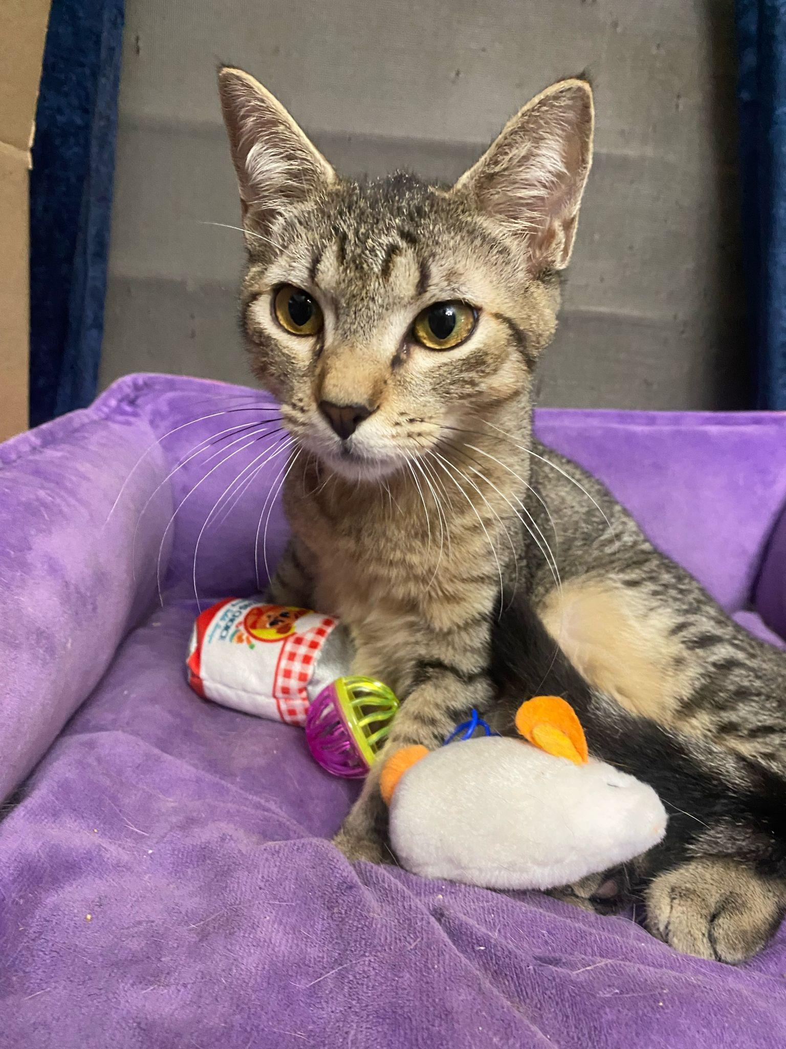 Teddy and Luka, ADOPTABLE, Kitten Male Domestic Short Hair.
