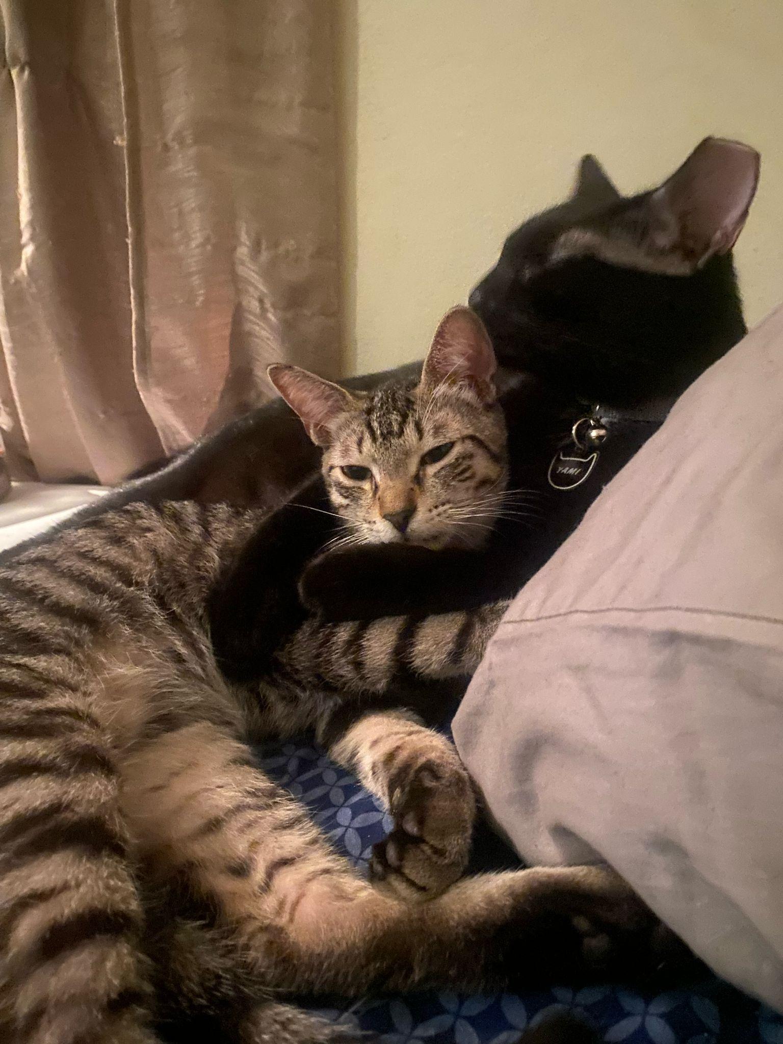 Teddy and Luka, a ADOPTABLE Domestic Short Hair in Franklin, MA image 2/6