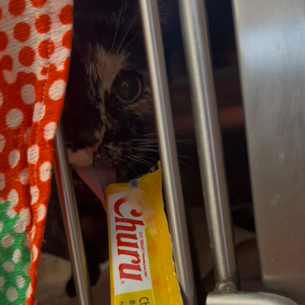 Mango, Adoptable, Young Female Domestic Short Hair.