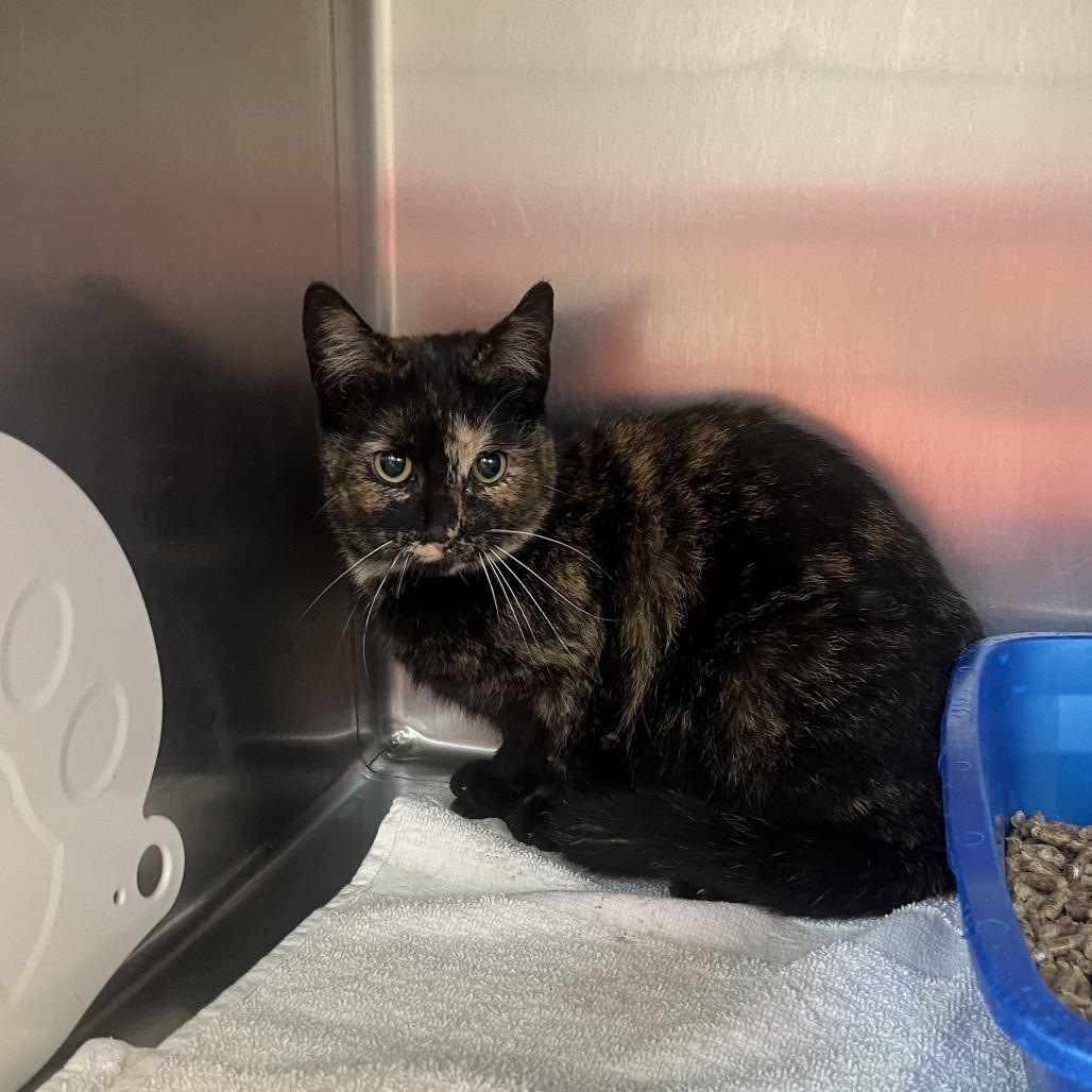 Enlarge Mango, a Adoptable Domestic Short Hair in Bristol, IN image 2/2