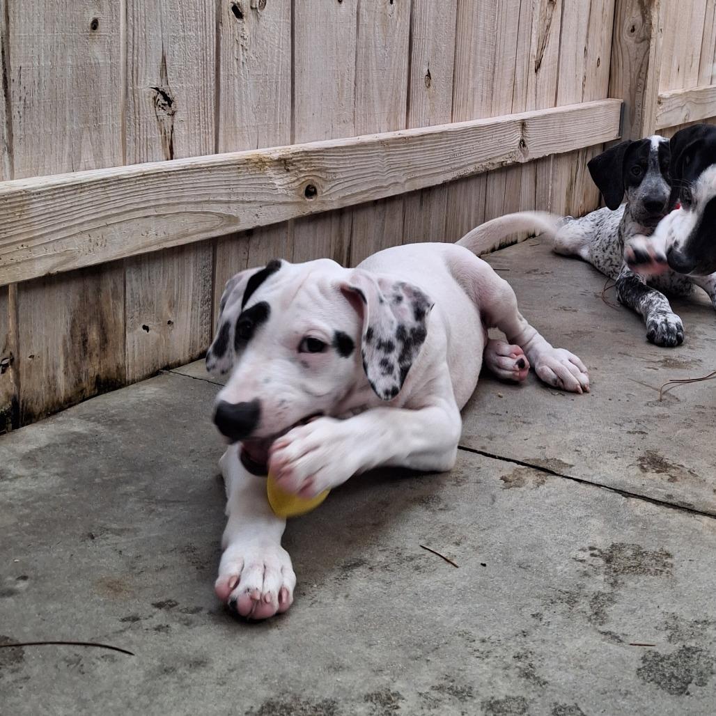 Charlie, Adoptable, Puppy Male German Shorthaired Pointer & English Pointer.