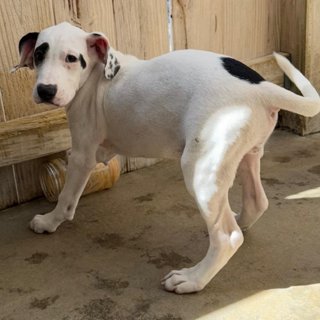 Enlarge Charlie, a Adoptable mixed breed in Freeport, FL image 2/6