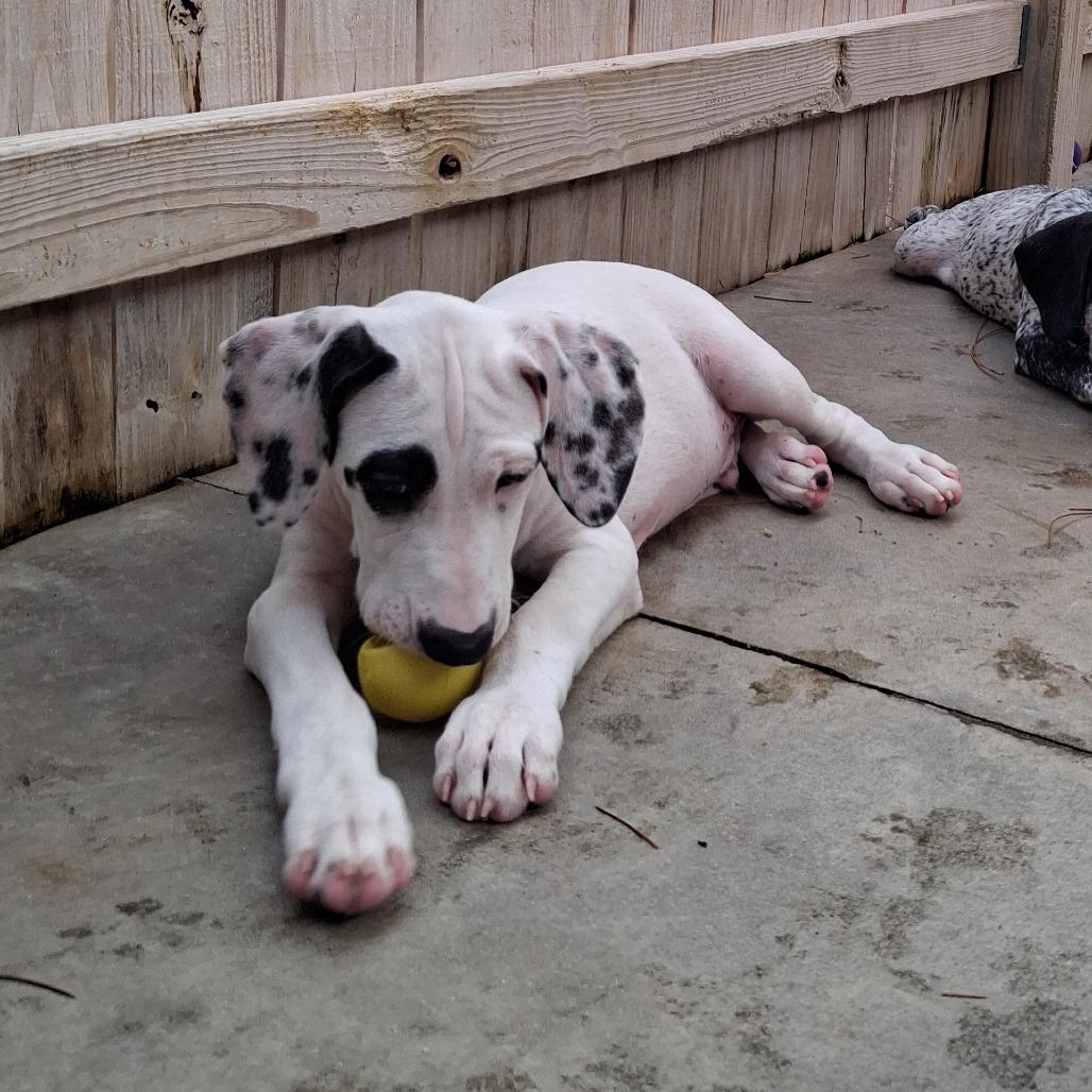 Enlarge Charlie, a Adoptable mixed breed in Freeport, FL image 3/6