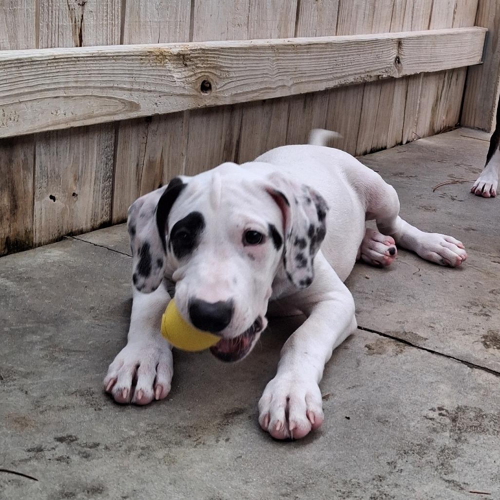 Enlarge Charlie, a Adoptable mixed breed in Freeport, FL image 4/6
