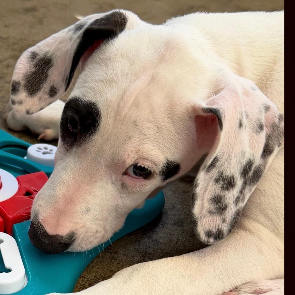 Enlarge Charlie, a Adoptable mixed breed in Freeport, FL image 5/6